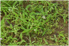 Fimbristylis lawiana